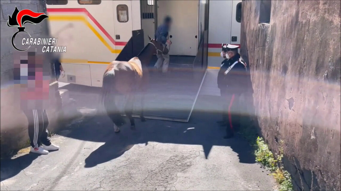 Corse clandestine di cavalli all’ombra della mafia, 3 denunce Corse clandestine di cavalli all’ombra della mafia, 3 denunce