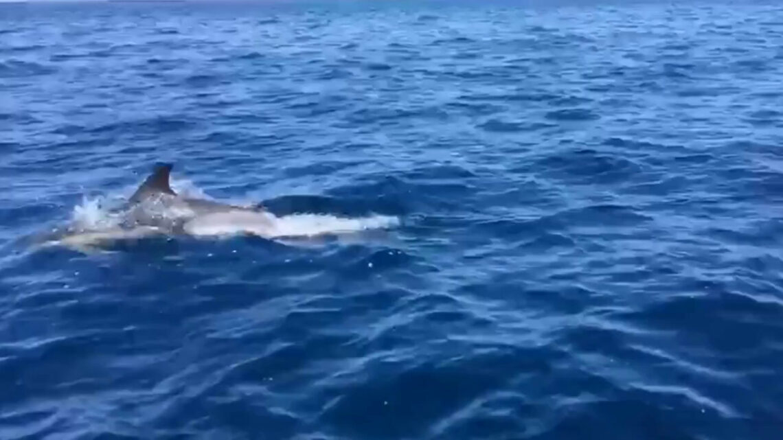 A Lampedusa tornano le balene e i delfini A Lampedusa tornano le balene e i delfini