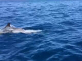A Lampedusa tornano le balene e i delfini