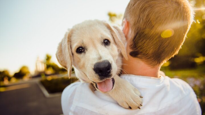 Arriva la polizza sanitaria per cani e padroni di Enci – Mutua Life