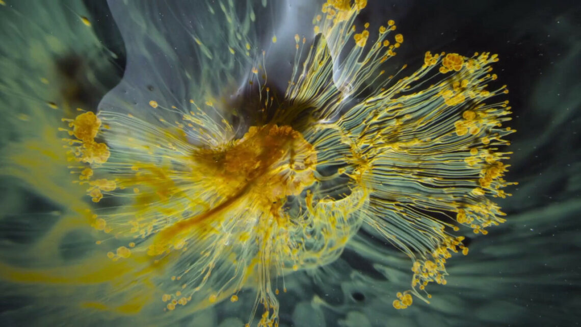 Voyage of Time, il trailer del documentario di Terrence Malick Voyage of Time, il trailer del documentario di Terrence Malick