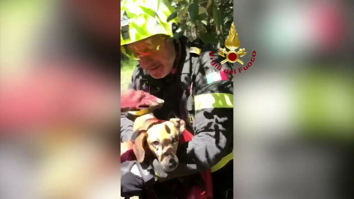 Vigili del Fuoco salvano cane caduto in un dirupo nel Pontino Vigili del Fuoco salvano cane caduto in un dirupo nel Pontino