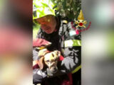 Vigili del Fuoco salvano cane caduto in un dirupo nel Pontino