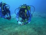 Da Marevivo una campagna per proteggere e ripiantare le foreste marine