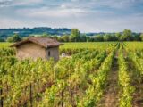 Franciacorta: le Bollicine italiane