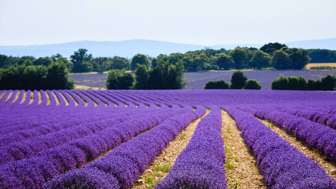 In Toscana alla scoperta degli itinerari dove scoprire la lavanda in fiore In Toscana alla scoperta degli itinerari dove scoprire la lavanda in fiore