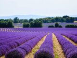 In Toscana alla scoperta degli itinerari dove scoprire la lavanda in fiore