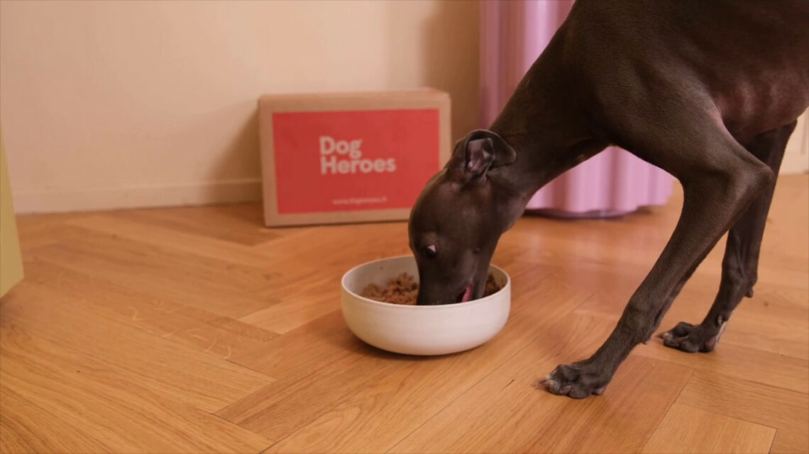 Con il digitale cresce anche il mercato del pet food Con il digitale cresce anche il mercato del pet food