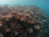 Nasce “Oceano verticale”, patto Bicocca-Maldive per la biodiversità