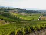 Maremma Toscana: un itinerario tra borghi, natura e cantine