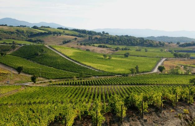 Maremma Toscana: un itinerario tra borghi, natura e cantine