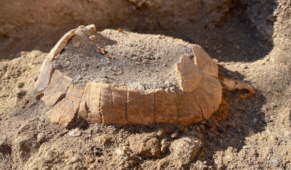 Pompei, emerge la tartaruga di 2000 anni fa Pompei, emerge la tartaruga di 2000 anni fa