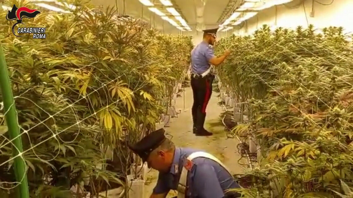 Scoperte due maxi piantagioni di marijuana vicino Roma, 11 arresti Scoperte due maxi piantagioni di marijuana vicino Roma, 11 arresti