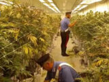 Scoperte due maxi piantagioni di marijuana vicino Roma, 11 arresti