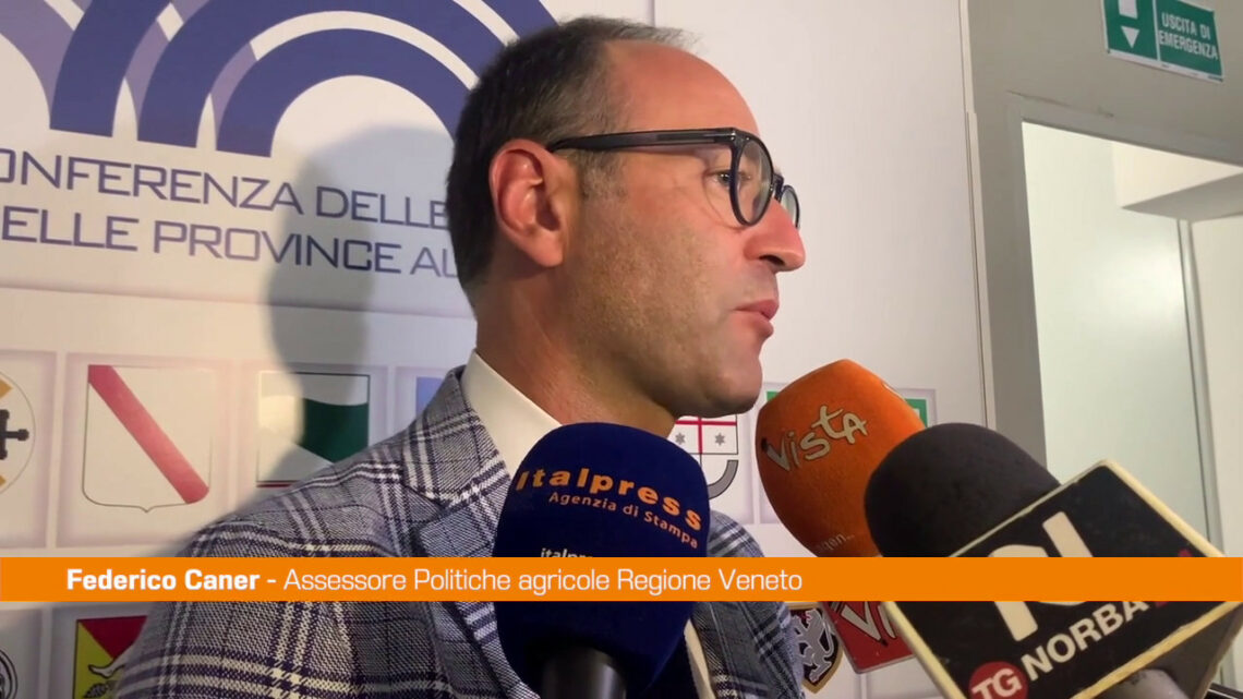 Regioni chiedono al Governo intervento urgente su emergenza cinghiali Regioni chiedono al Governo intervento urgente su emergenza cinghiali