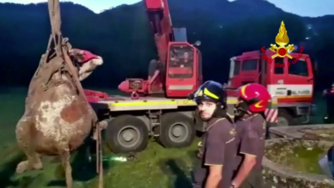Volo di 15 metri per una mucca dentro un pozzo, salvata Volo di 15 metri per una mucca dentro un pozzo, salvata