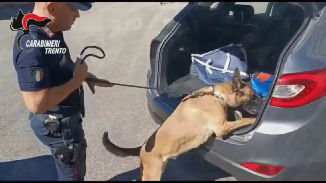 Trento, 38 misure cautelari per traffico di droga Trento, 38 misure cautelari per traffico di droga