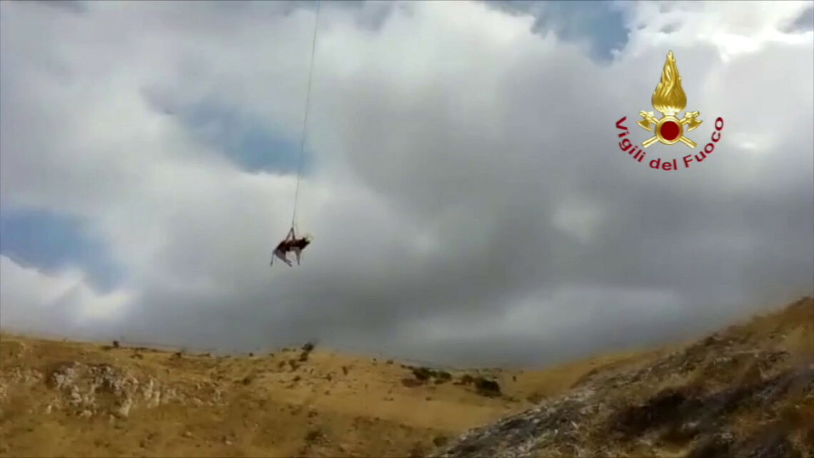 Un toro finisce in un canalone, issato in volo con un elicottero Un toro finisce in un canalone, issato in volo con un elicottero