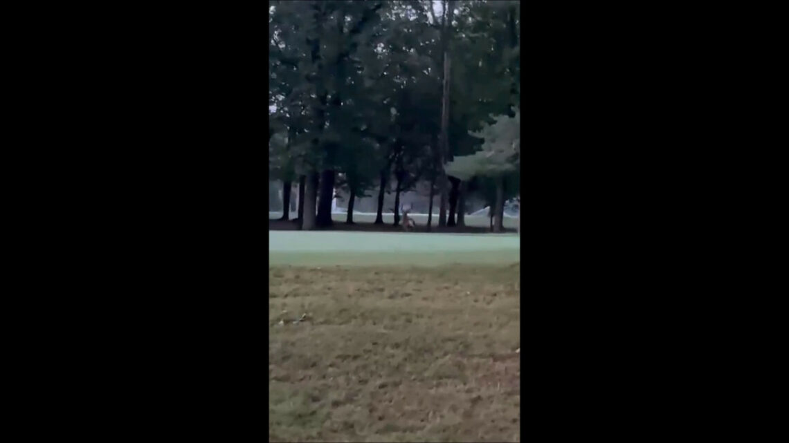 Ricompare il cervo nel parco della Reggia di Monza Ricompare il cervo nel parco della Reggia di Monza