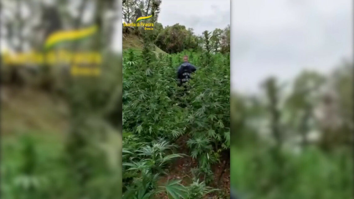 Coltivazione di marijuana, sequestrata area da 2500 mq nel bresciano Coltivazione di marijuana, sequestrata area da 2500 mq nel bresciano