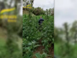 Coltivazione di marijuana, sequestrata area da 2500 mq nel bresciano
