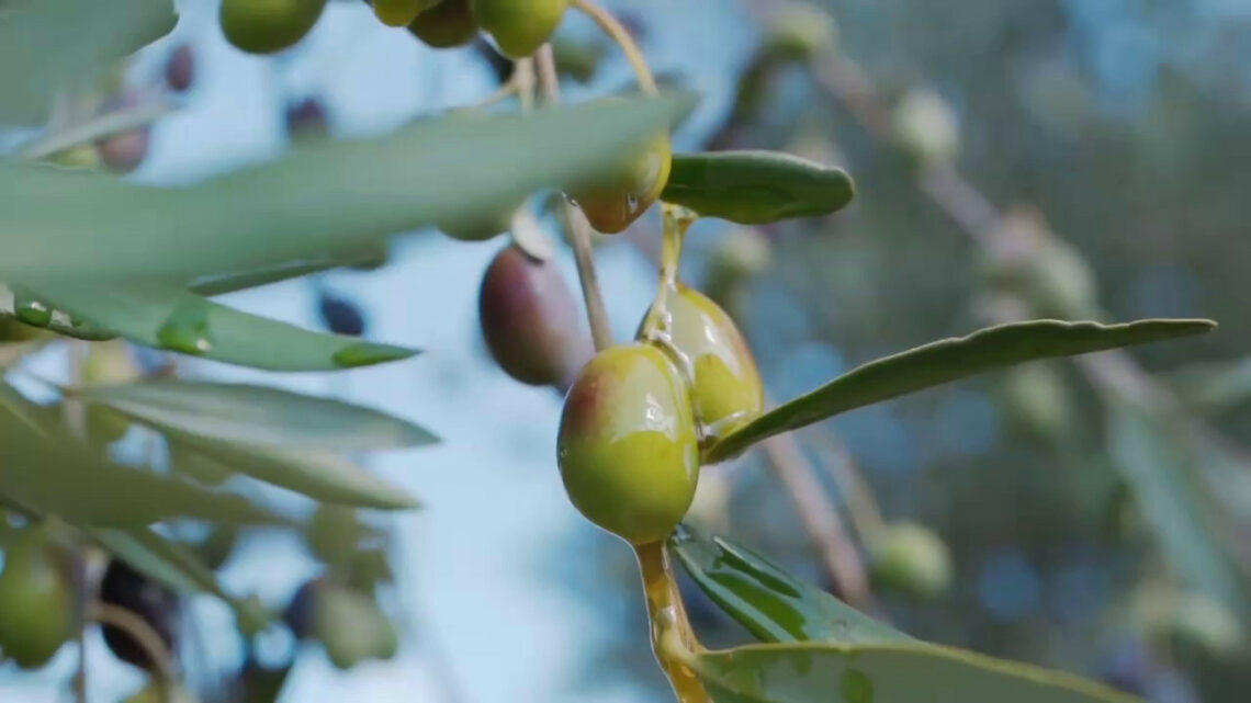 Olio, produzione in calo del 30% Olio, produzione in calo del 30%