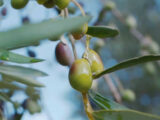Olio, produzione in calo del 30%