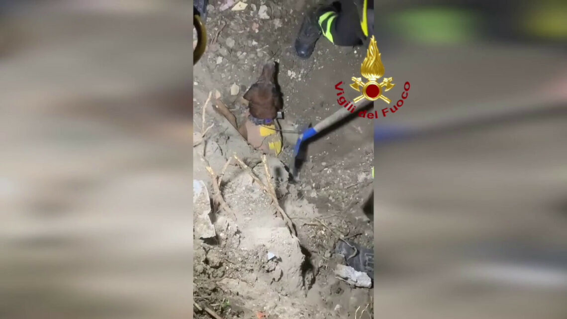 Cane intrappolato in un tubo, così è stato salvato Cane intrappolato in un tubo, così è stato salvato