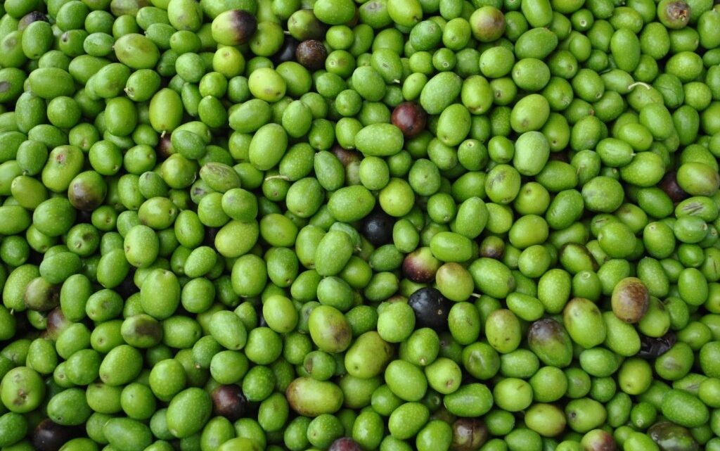 Giornata dell’olivo, in Toscana è ok la produzione di olio 2022 Giornata dell’olivo, in Toscana è ok la produzione di olio 2022