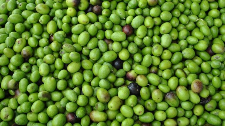 Giornata dell’olivo, in Toscana è ok la produzione di olio 2022