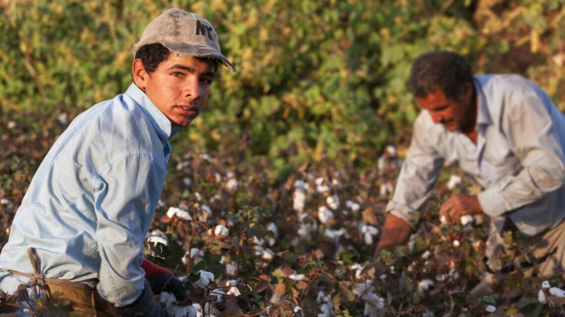 Lavoro, sei nuovi progetti contro il caporalato e lo sfruttamento al Sud Lavoro, sei nuovi progetti contro il caporalato e lo sfruttamento al Sud