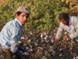 Lavoro, sei nuovi progetti contro il caporalato e lo sfruttamento al Sud