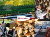 Emilia Wine Experience, buona la prima annata del progetto di destinazione