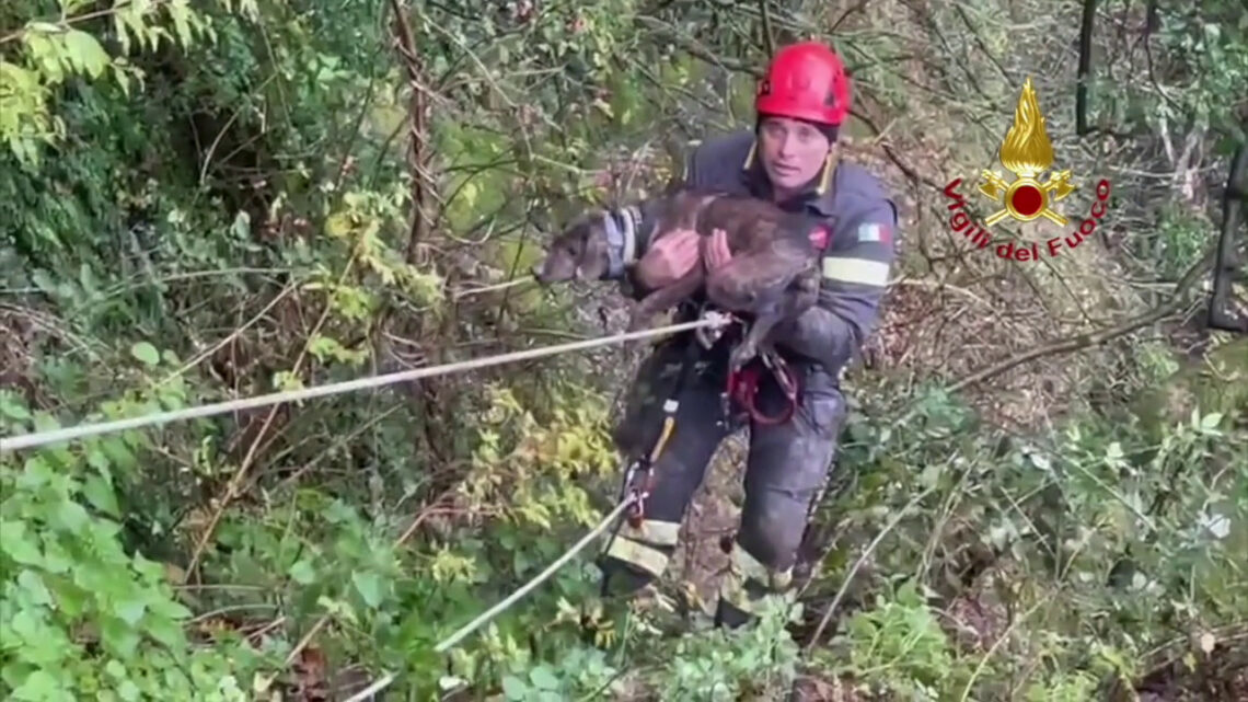 Cane in un dirupo nel bolognese, le immagini del soccorso Cane in un dirupo nel bolognese, le immagini del soccorso