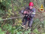 Cane in un dirupo nel bolognese, le immagini del soccorso