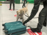 Sequestrati più di 4 mila farmaci illegali all’aeroporto di Bologna