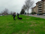 Cani avvelenati a Firenze, bonifica dell’unità cinofila