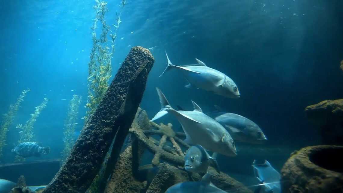 Dall’Ue un milione per la pesca sostenibile Dall’Ue un milione per la pesca sostenibile