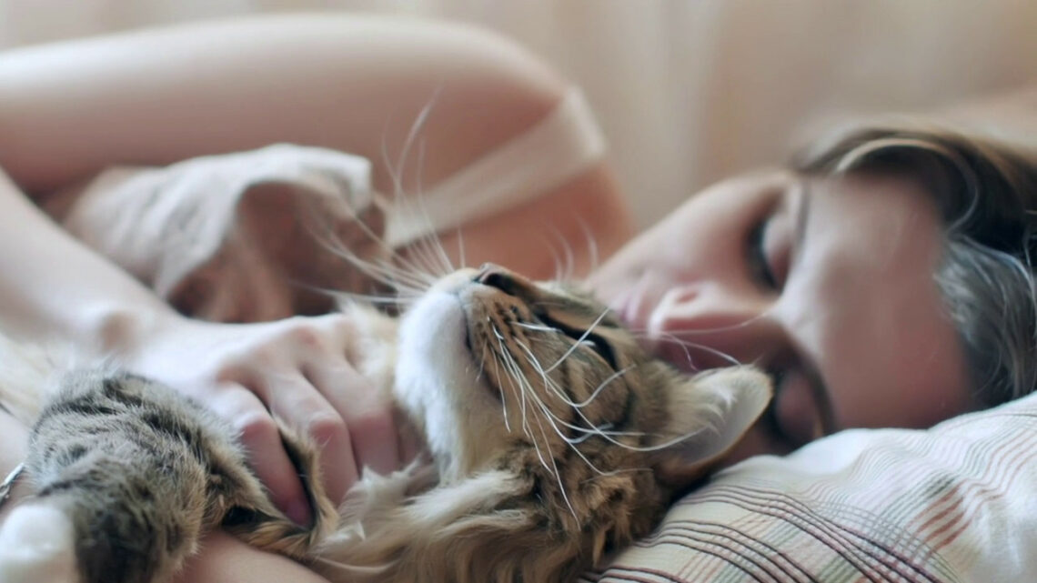 Fusa, pancia e coda, come comunicano i gatti Fusa, pancia e coda, come comunicano i gatti
