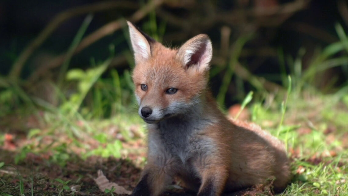 Animali selvatici, i limiti da rispettare Animali selvatici, i limiti da rispettare