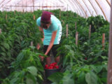 Agricoltura, 9 miliardi per la Pac