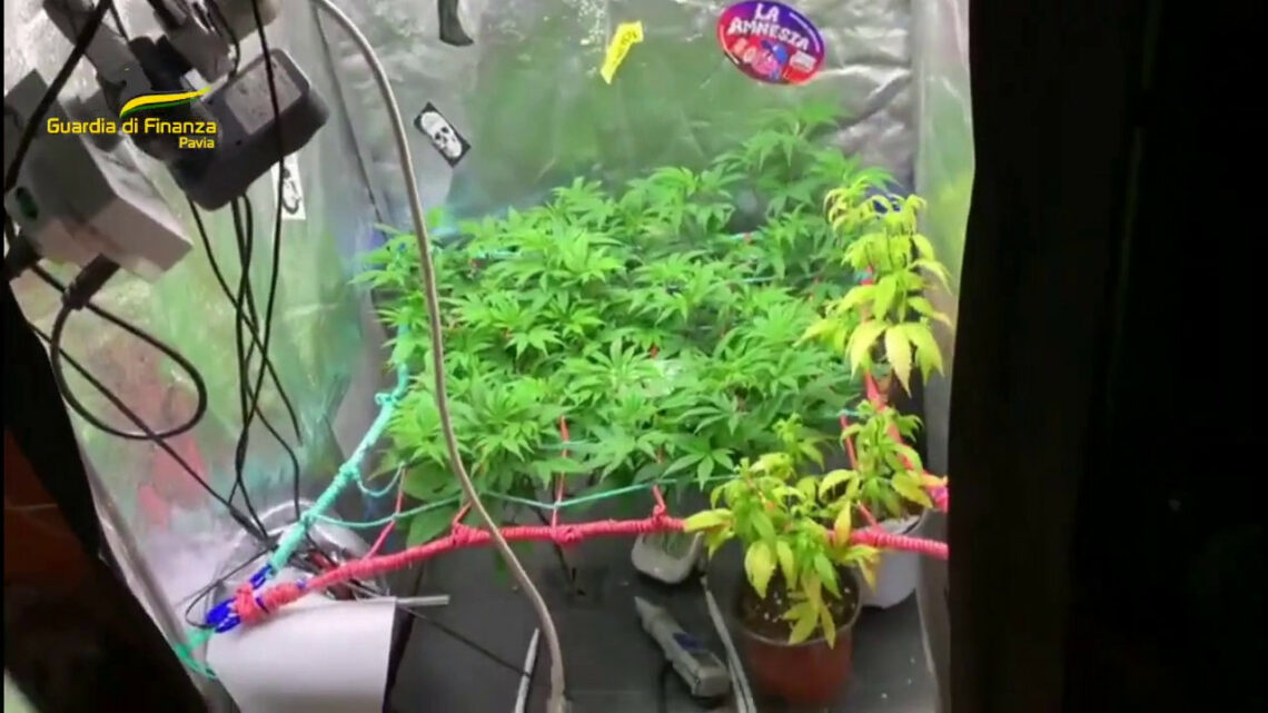 Pavia: Trasforma soffitta in serra per coltivare droga, arrestato Pavia: Trasforma soffitta in serra per coltivare droga, arrestato