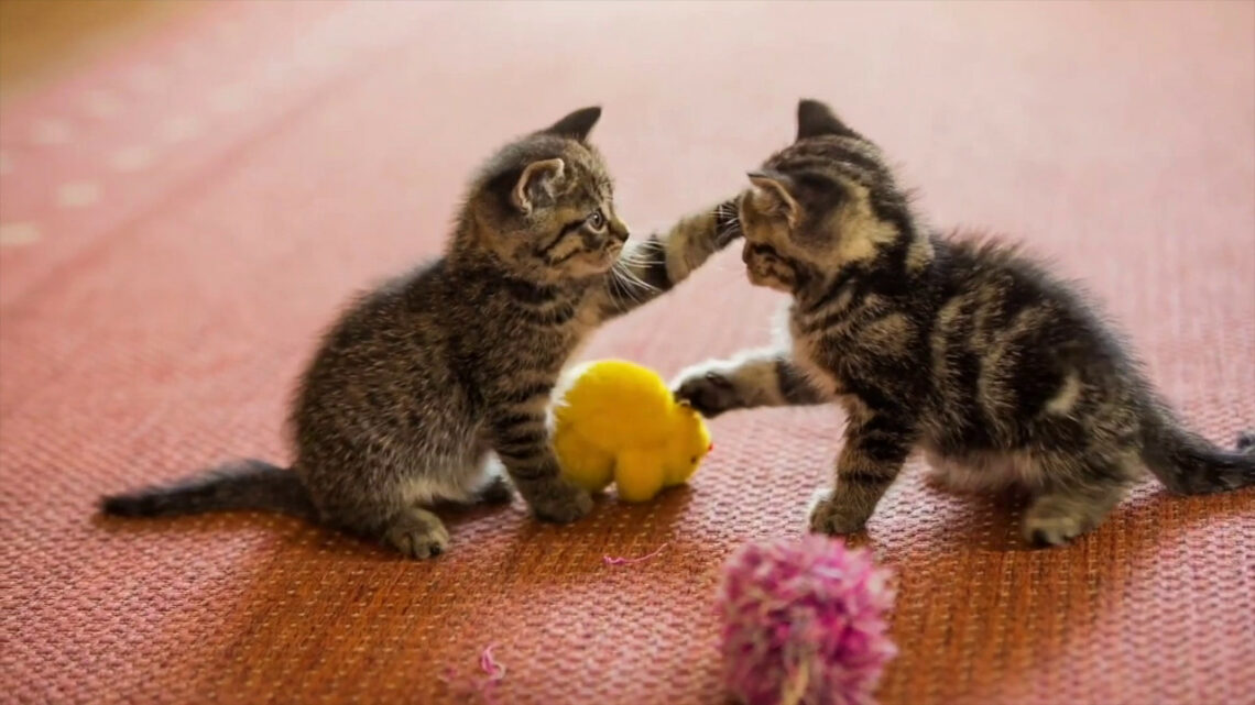 Gli animali domestici fanno bene alla nostra salute Gli animali domestici fanno bene alla nostra salute