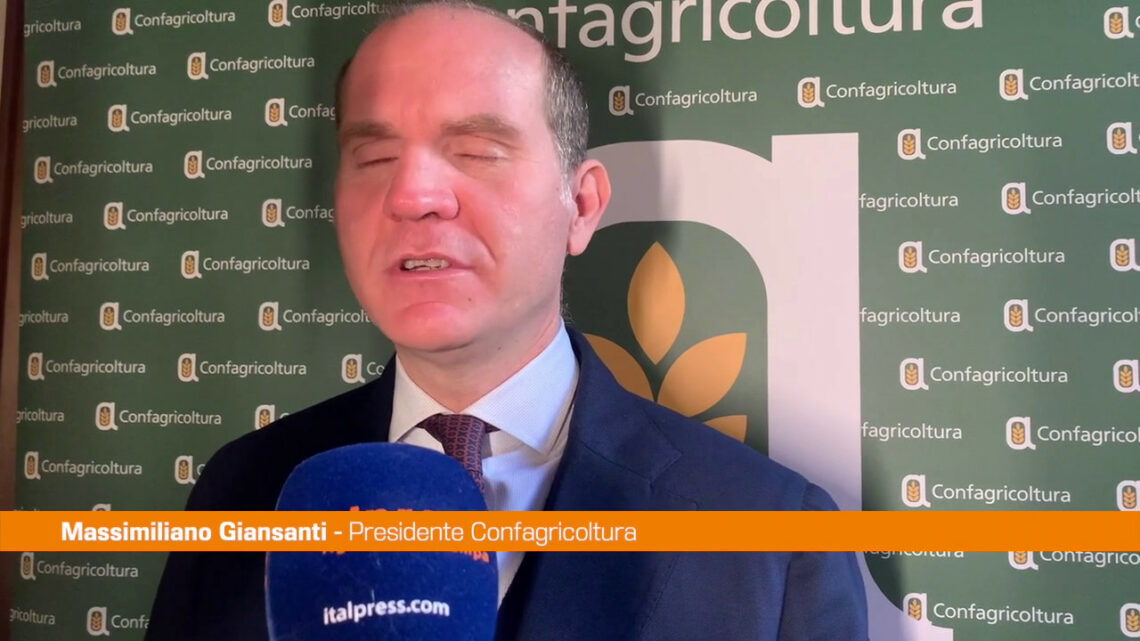 Confagricoltura Giansanti “Impegnati a valorizzare olio di qualità” Confagricoltura Giansanti “Impegnati a valorizzare olio di qualità”