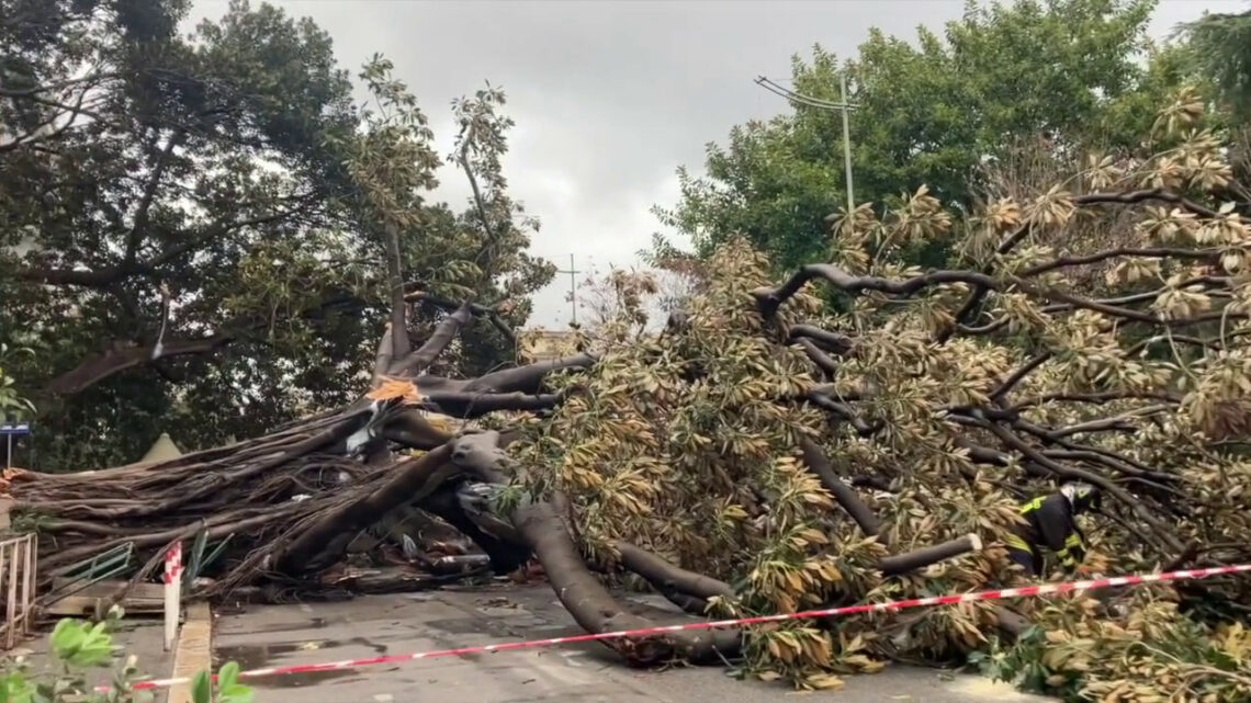 Albero cade su auto in transito a Palermo, le immagini Albero cade su auto in transito a Palermo, le immagini