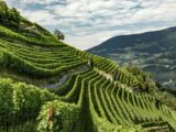Vini dell’Alto Adige: piccolo territorio, ma grandi riconoscimenti