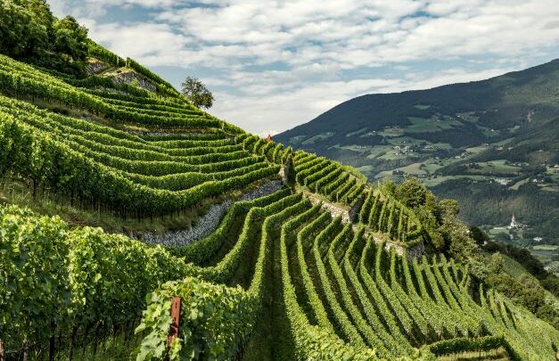 Vini dell’Alto Adige: piccolo territorio, ma grandi riconoscimenti