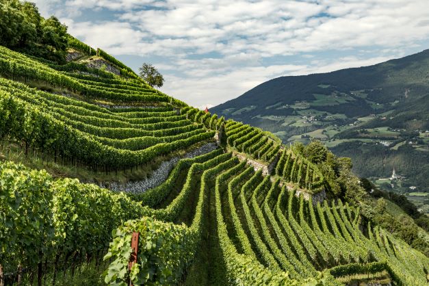 Vini dell’Alto Adige: piccolo territorio, ma grandi riconoscimenti Vini dell’Alto Adige: piccolo territorio, ma grandi riconoscimenti