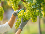 Meursault, patria dello Chardonnay e capitale dei vini bianchi della Borgogna