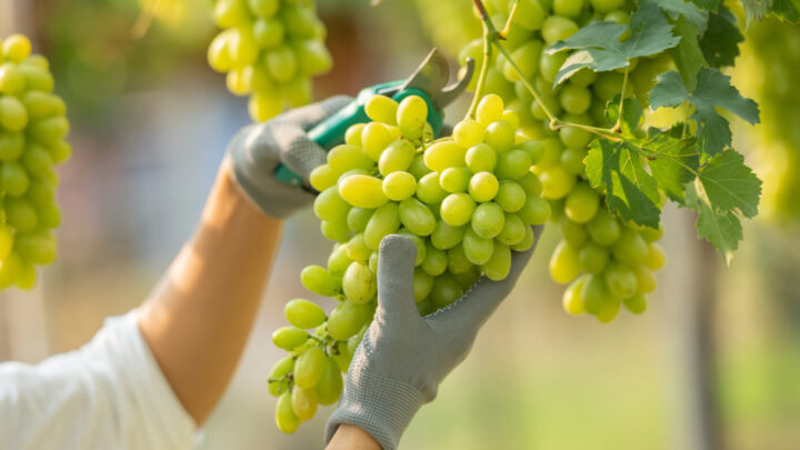 Meursault, patria dello Chardonnay e capitale dei vini bianchi della Borgogna